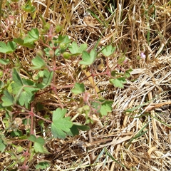 Geranium rotundifolium