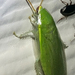 Cucaracha Verde - Photo (c) Curtis Eckerman, algunos derechos reservados (CC BY-NC), uploaded by Curtis Eckerman