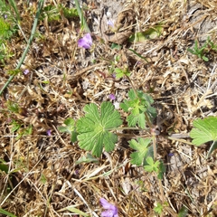 Geranium pyrenaicum