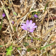 Geranium pyrenaicum