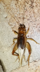 Anurogryllus arboreus