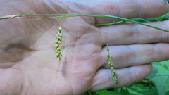 Carex arnellii