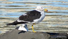 Larus atlanticus