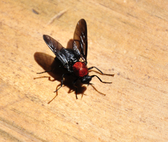 Clitellaria ephippium