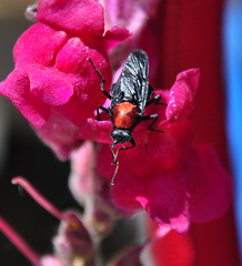 Clitellaria ephippium