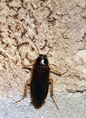 Ischnoptera bilunata