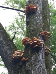 Pleurotus citrinopileatus