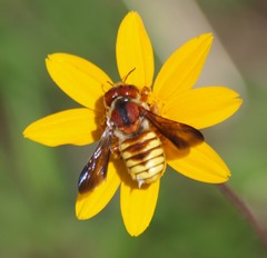 Trachusa cordaticeps