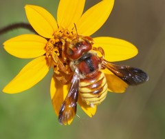 Trachusa cordaticeps