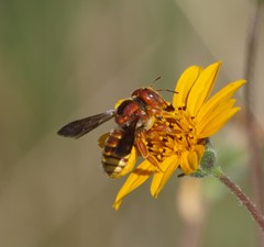 Trachusa cordaticeps