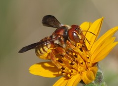 Trachusa cordaticeps