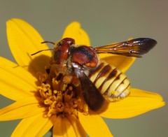 Trachusa cordaticeps