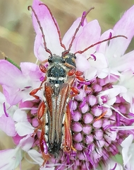 Stenopterus mauritanicus