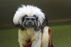 Cottontop Tamarin photo 3
