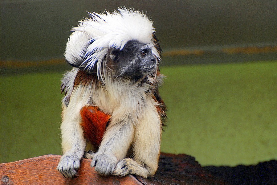 Foto de Macaco Sagui Cabeçadealgodão Saguinus Oedipus e mais fotos