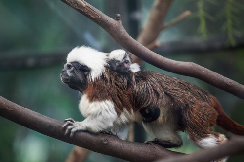 Cottontop Tamarin