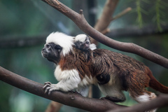 Cottontop Tamarin photo 2