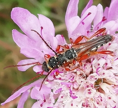 Stenopterus mauritanicus