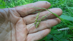 Carex arnellii