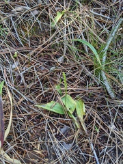 Platanthera leptopetala