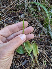 Platanthera leptopetala