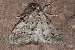 Tephronia sepiaria