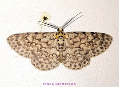 Hymenomima umbelularia