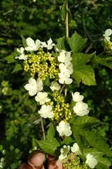 Viburnum trilobum image
