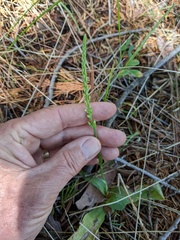 Platanthera leptopetala