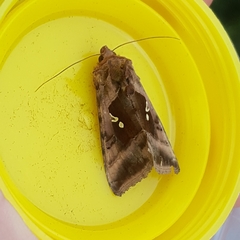 Autographa jota