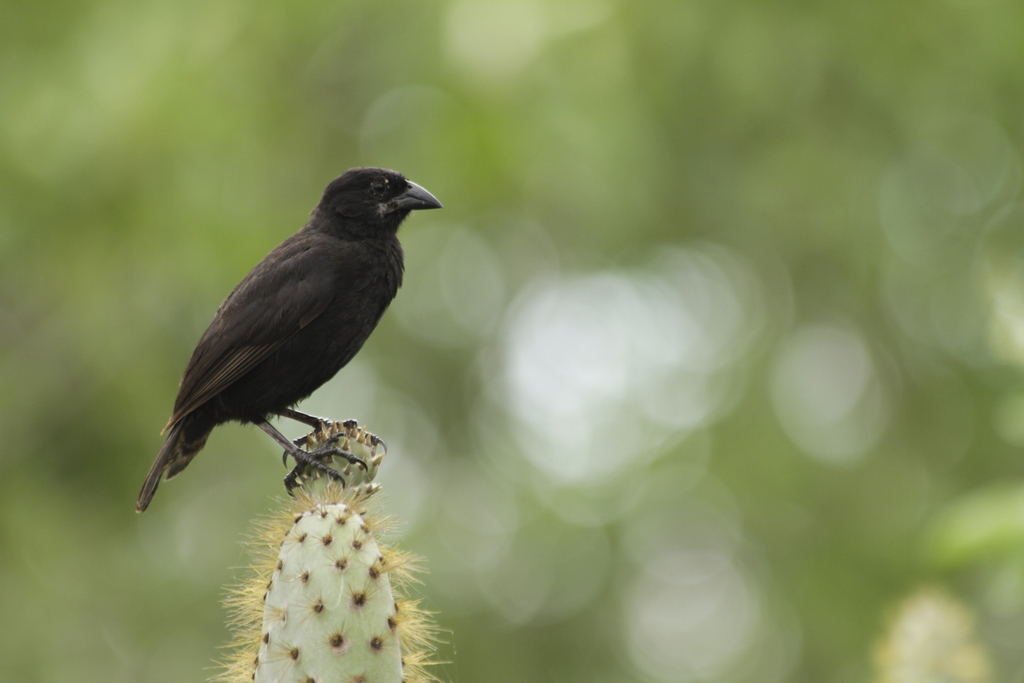 Vampire Ground-Finch photo