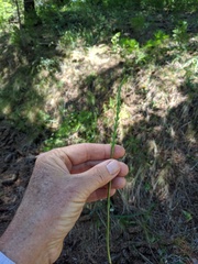 Platanthera leptopetala