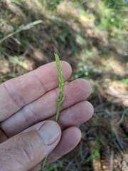 Platanthera leptopetala