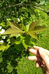 Viburnum trilobum image