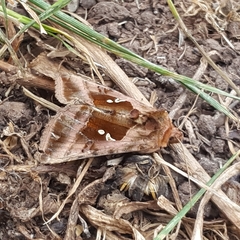 Autographa jota
