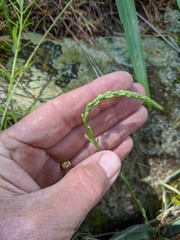 Platanthera leptopetala