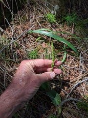 Platanthera leptopetala