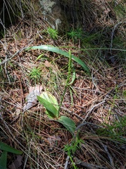 Platanthera leptopetala