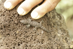 Gilbert's Leaf-Toed Gecko photo 4