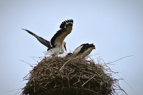 Cigogne blanche, jeune