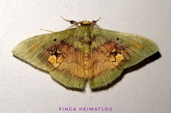 Pyrochlora rhanis
