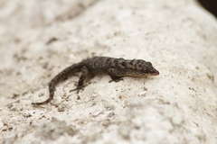 Gilbert's Leaf-Toed Gecko photo 3