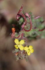 Camissoniopsis confusa