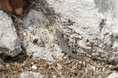 Gilbert's Leaf-Toed Gecko photo 5