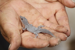 Gilbert's Leaf-Toed Gecko photo 2
