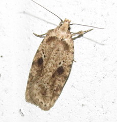 Agonopterix canadensis