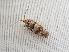 Eucopina tocullionana
