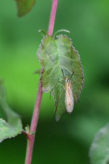 Nephrotoma flavescens