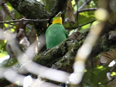 Psarisomus dalhousiae