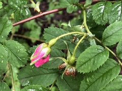 Rosa pendulina